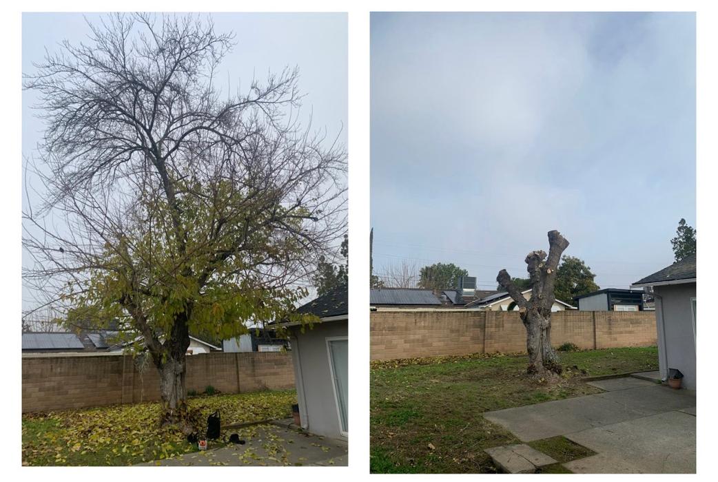 All Green Tree Service Image