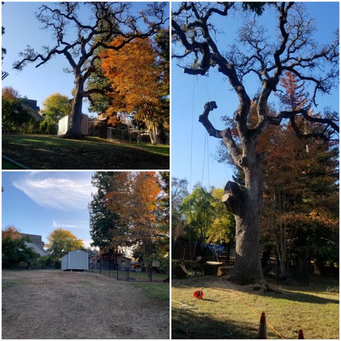 All Green Tree Service Image