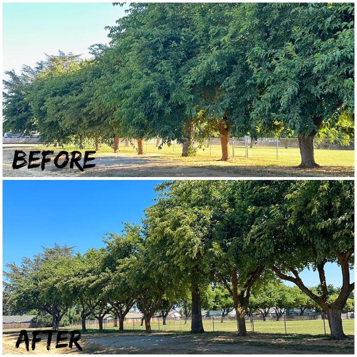 All Green Tree Service Image