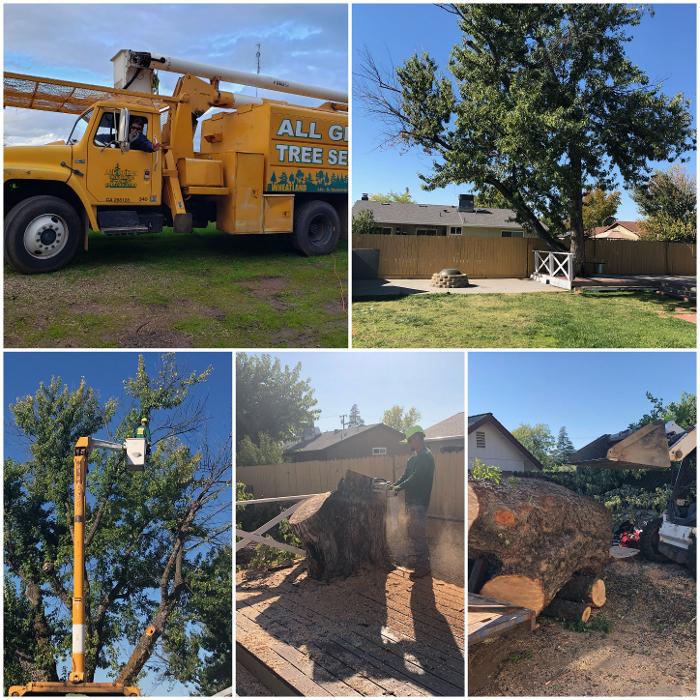 All Green Tree Service Image