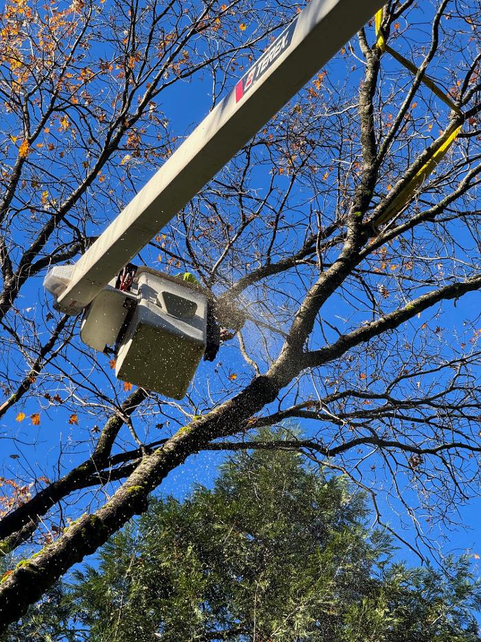 All Green Tree Service Image