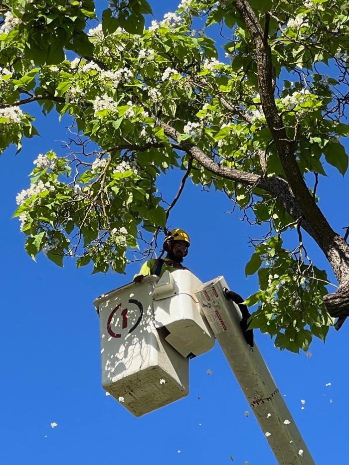 All Green Tree Service Image