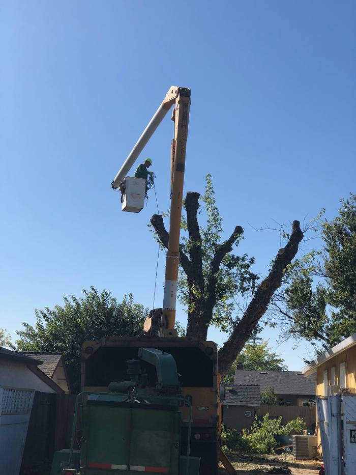 All Green Tree Service Image