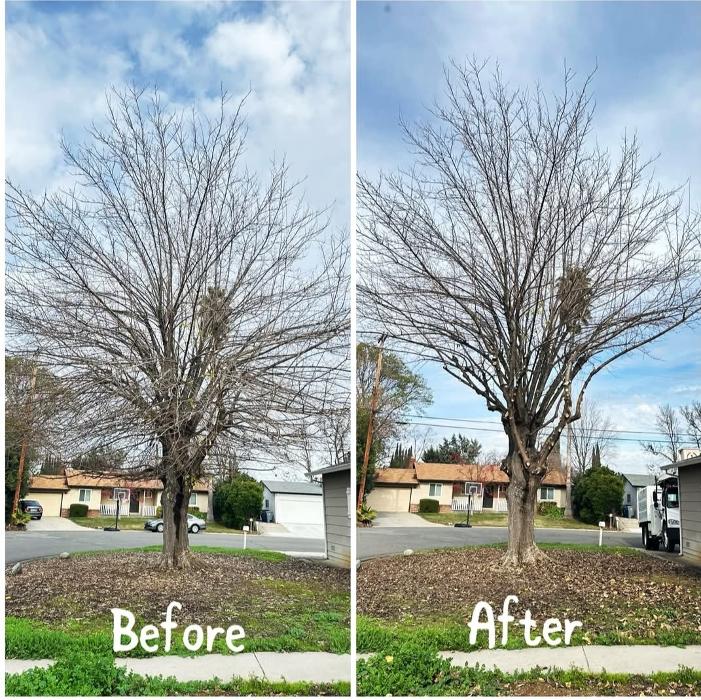 All Green Tree Service Image