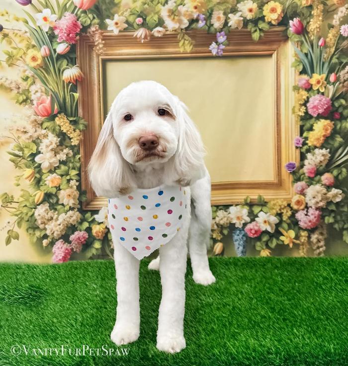 Vanity Fur Pet Spaw - Fresno, CA