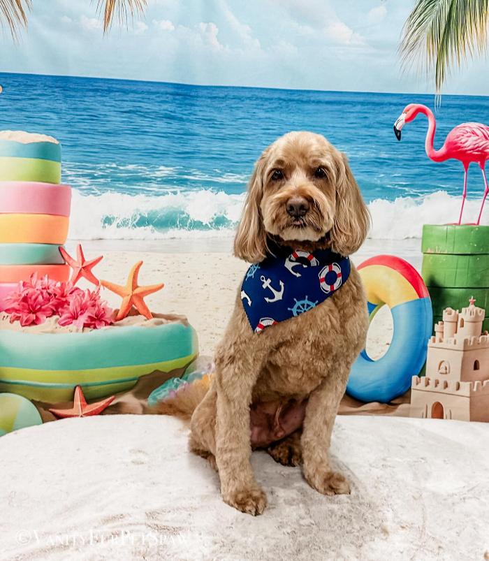 Vanity Fur Pet Spaw - Fresno, CA