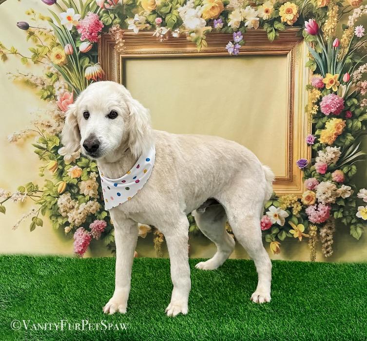 Vanity Fur Pet Spaw - Fresno, CA