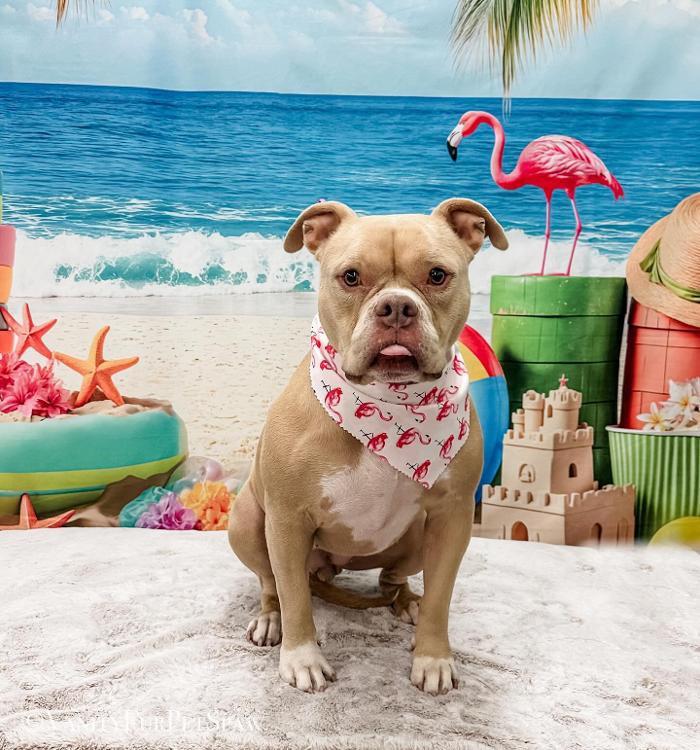 Vanity Fur Pet Spaw - Fresno, CA