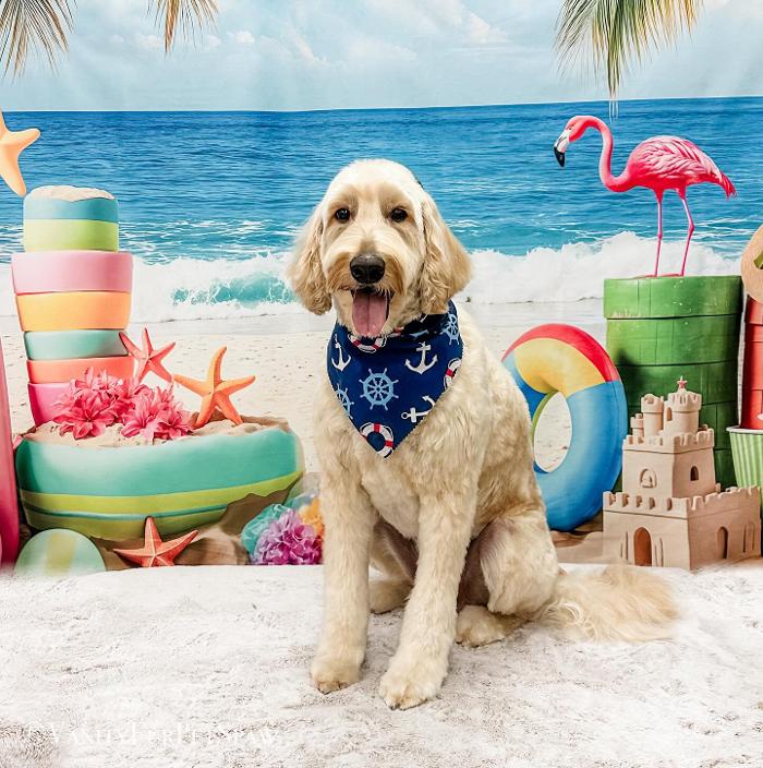 Vanity Fur Pet Spaw - Fresno, CA