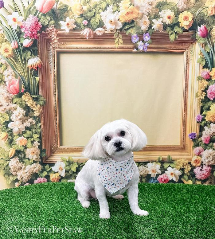 Vanity Fur Pet Spaw - Fresno, CA