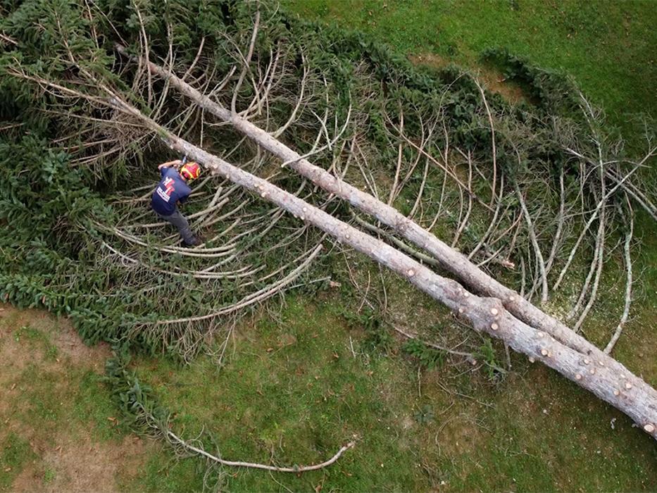 Krohn Kutz Tree Service Image