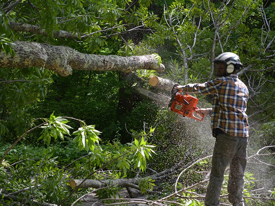 Krohn Kutz Tree Service Logo