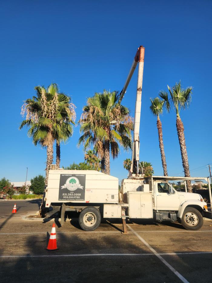 Gonzalez Pro Tree Service Image