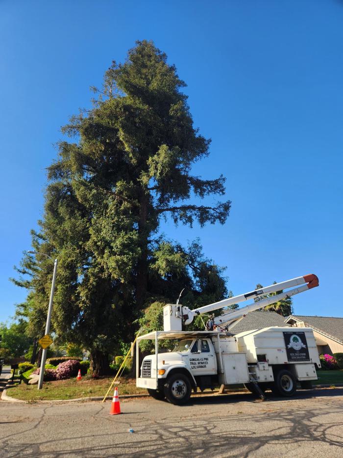 Gonzalez Pro Tree Service Image