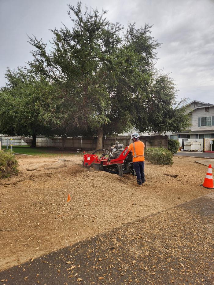 Gonzalez Pro Tree Service Logo
