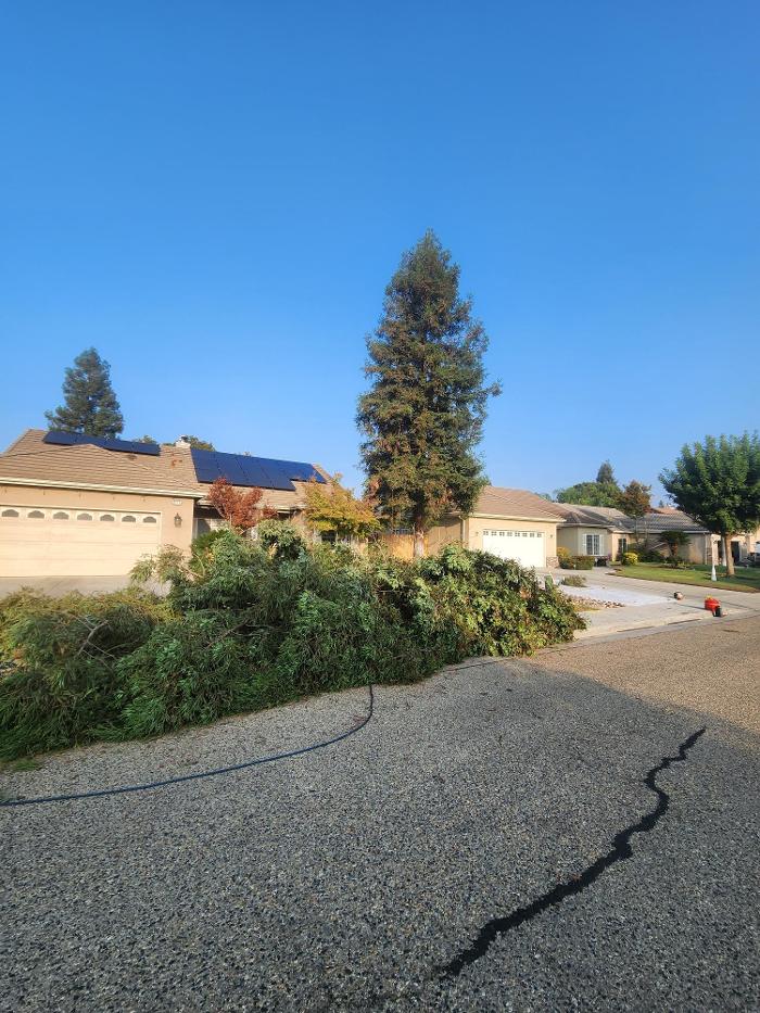 Gonzalez Pro Tree Service Image