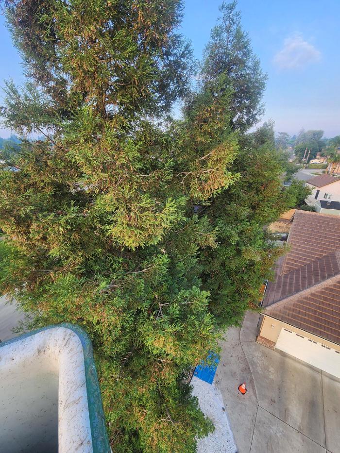 Gonzalez Pro Tree Service Image