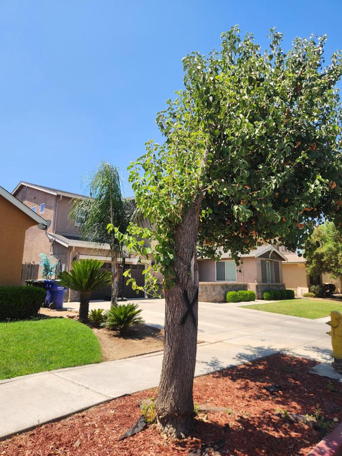 Gonzalez Pro Tree Service Image