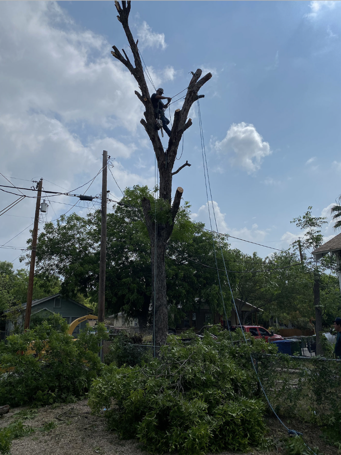 Luna's Tree Service - San Antonio, TX