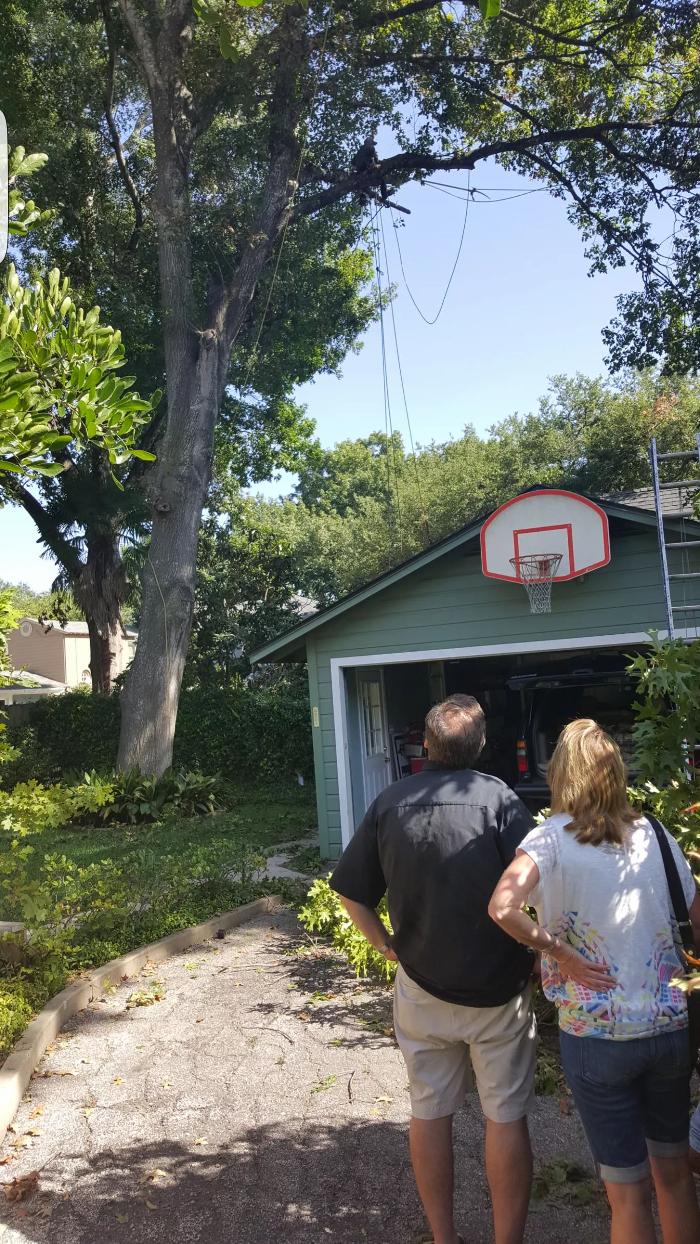 Luna's Tree Service - San Antonio, TX