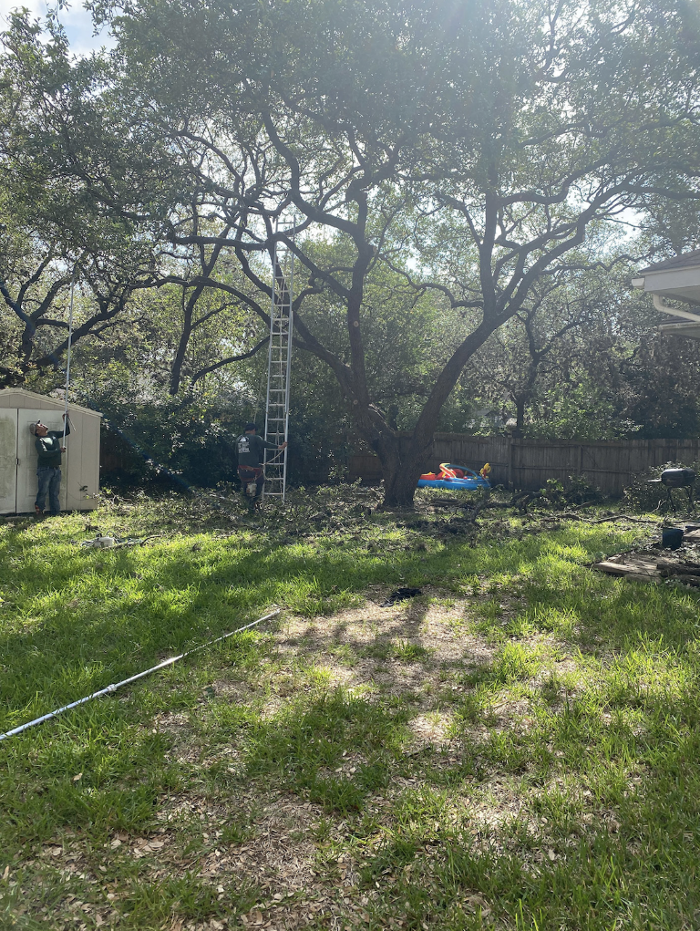Luna's Tree Service - San Antonio, TX