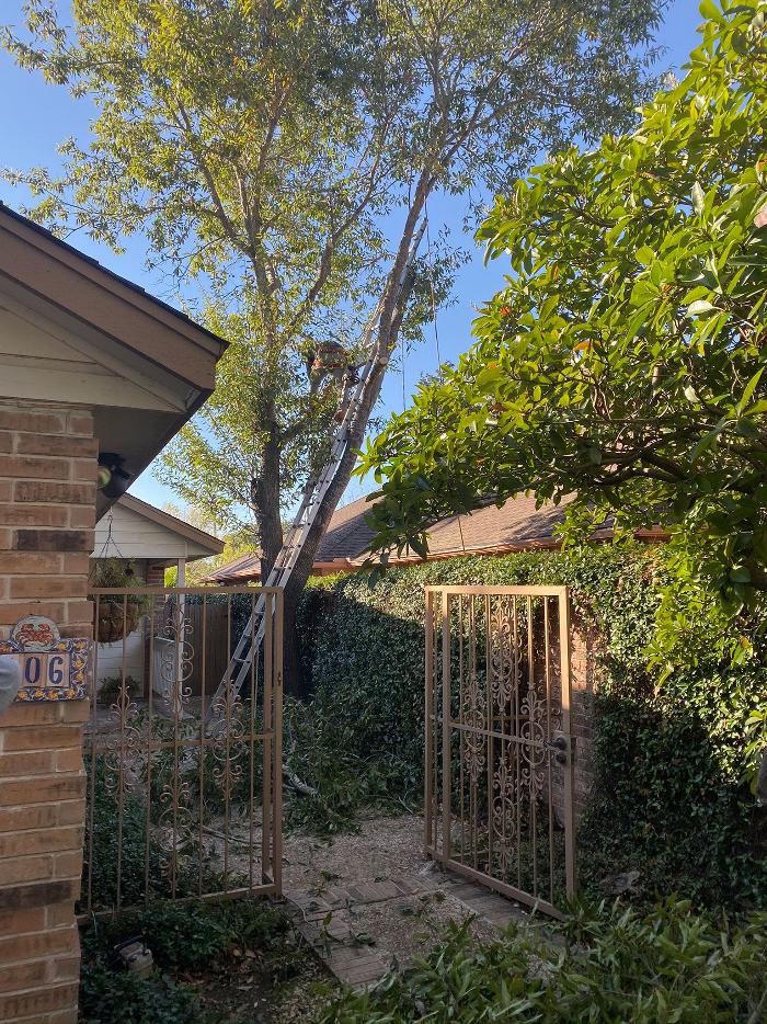 Luna's Tree Service - San Antonio, TX