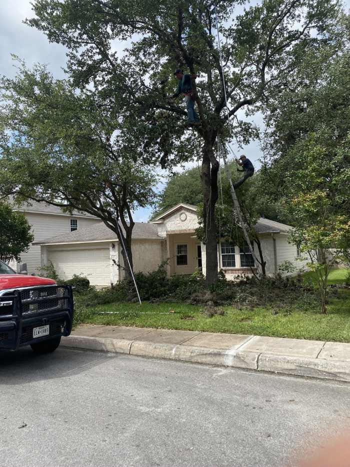 Luna's Tree Service - San Antonio, TX