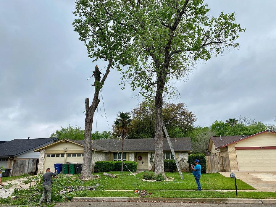 Luna's Tree Service - San Antonio, TX