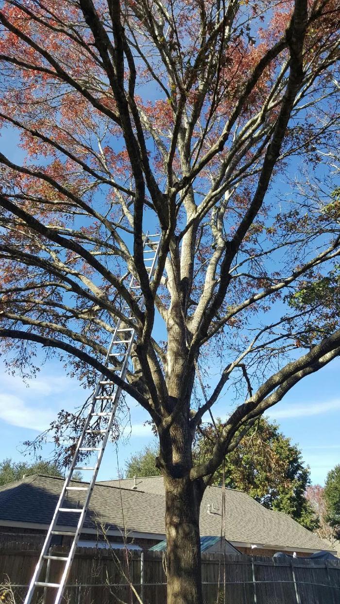 Luna's Tree Service - San Antonio, TX