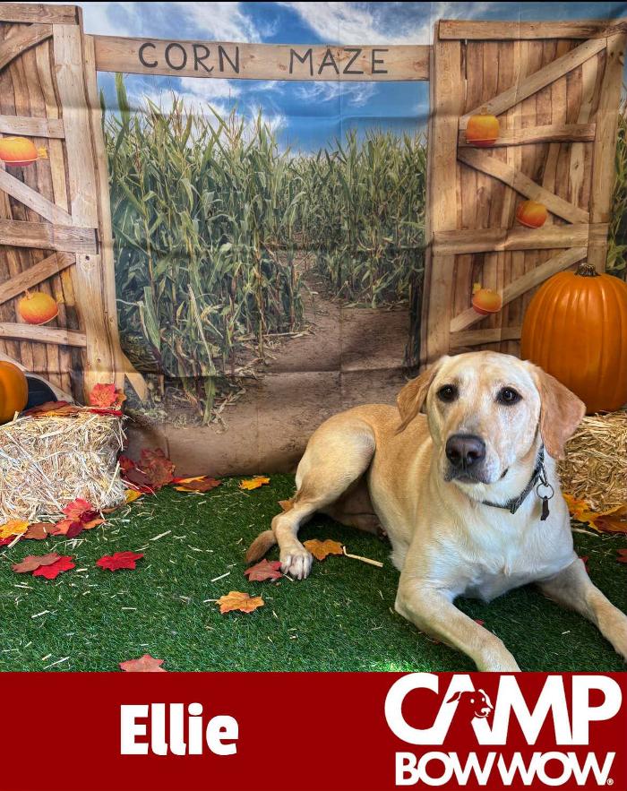 Camp Bow Wow Hutto - Hutto, TX