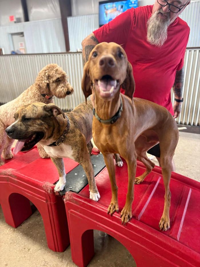 Camp Bow Wow Hutto - Hutto, TX