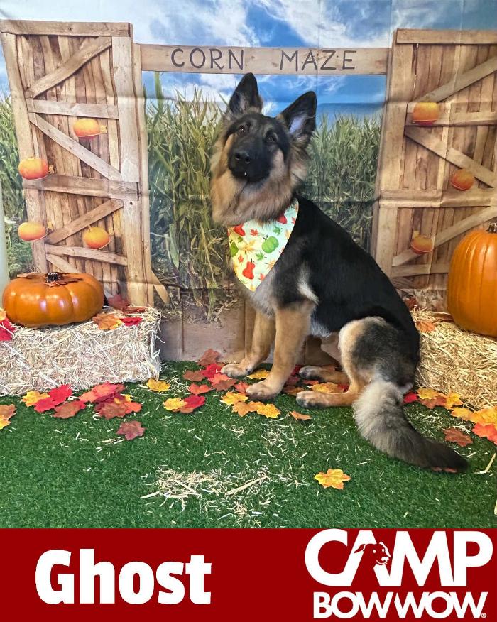 Camp Bow Wow Hutto - Hutto, TX