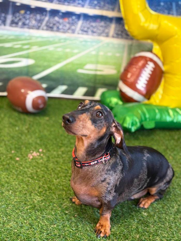 Camp Bow Wow Hutto - Hutto, TX