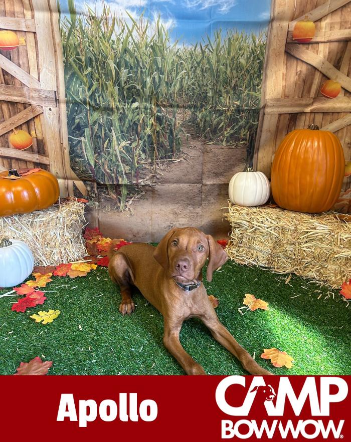 Camp Bow Wow Hutto - Hutto, TX