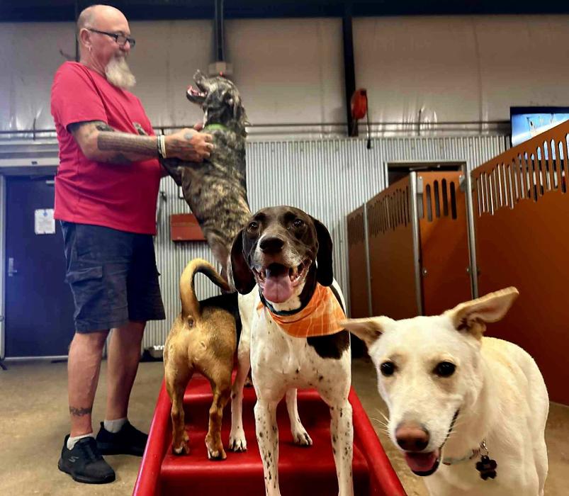 Camp Bow Wow Hutto - Hutto, TX