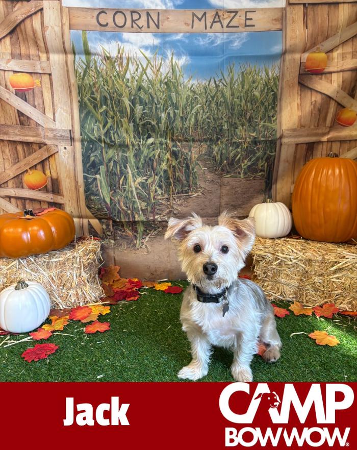 Camp Bow Wow Hutto - Hutto, TX