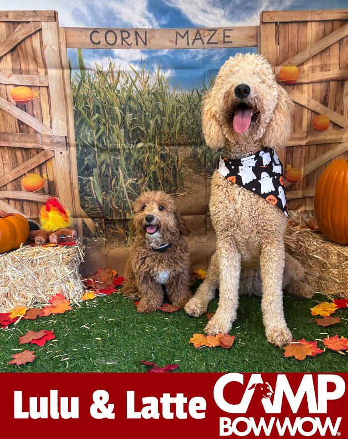 Camp Bow Wow Hutto - Hutto, TX