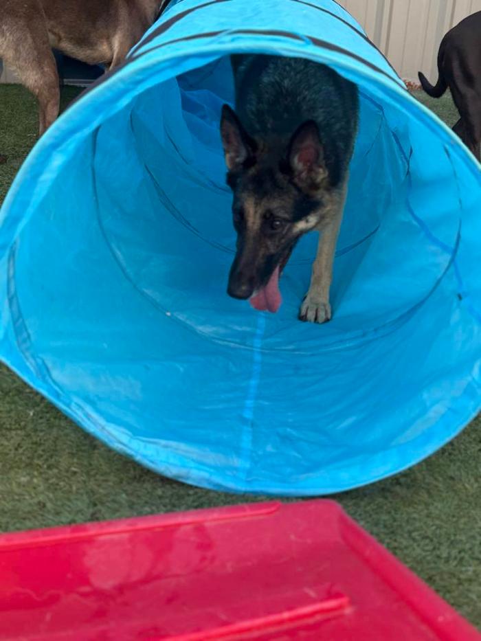 Camp Bow Wow Hutto - Hutto, TX
