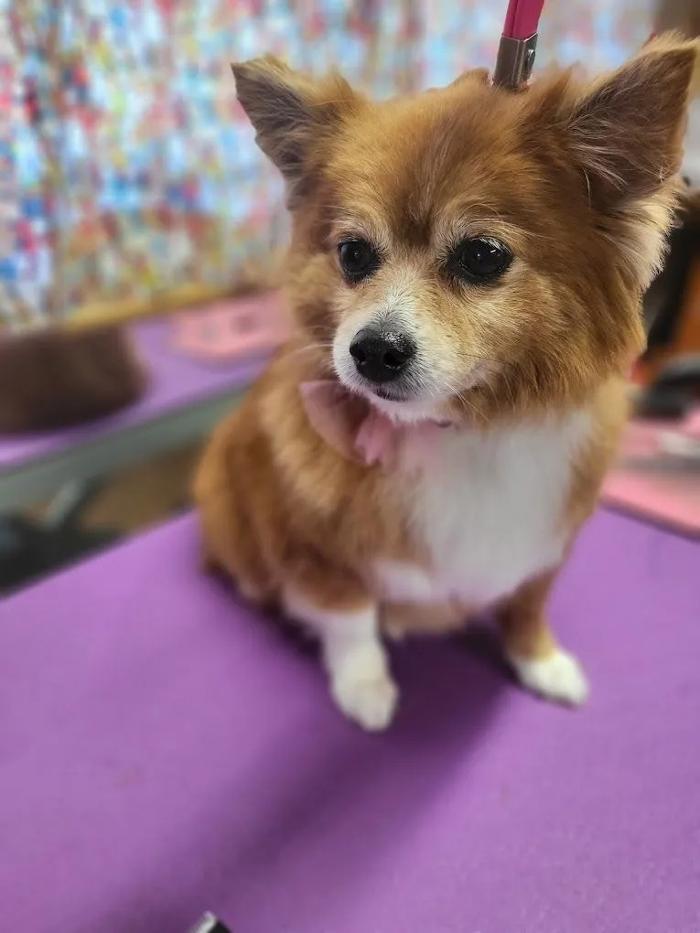 A & G Pet Grooming - Vail, AZ