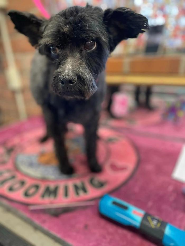 A & G Pet Grooming - Vail, AZ