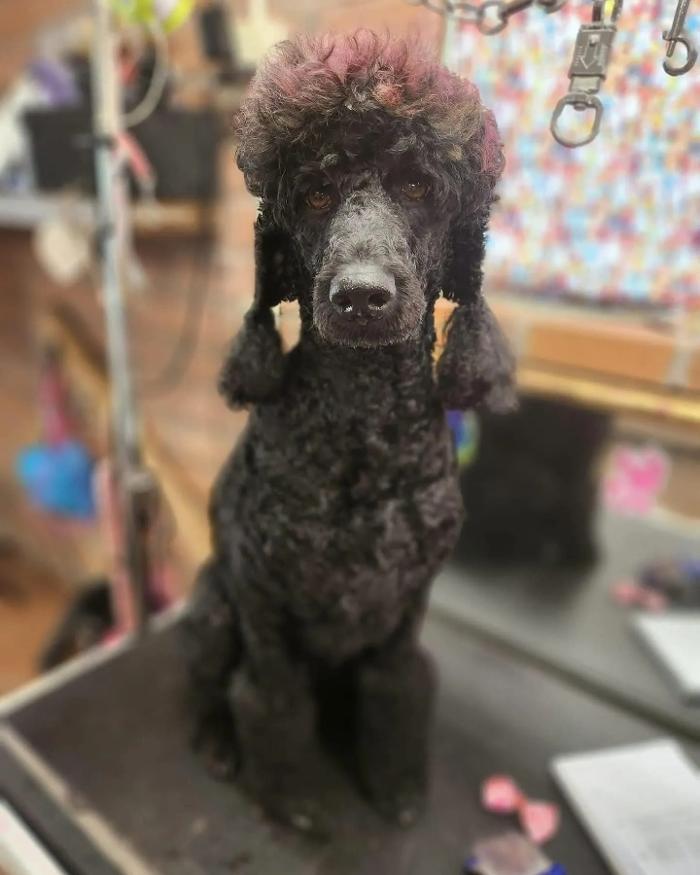 A & G Pet Grooming - Vail, AZ