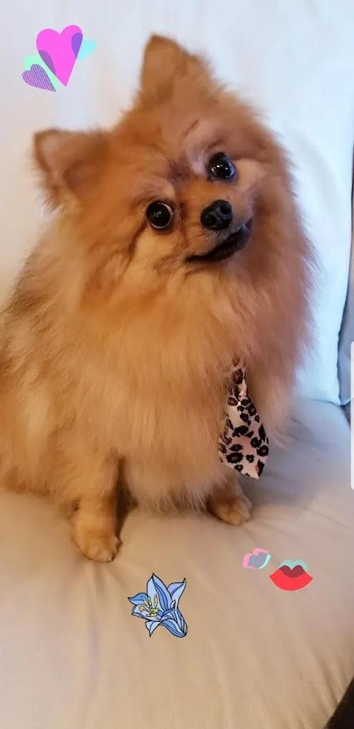 A & G Pet Grooming - Vail, AZ