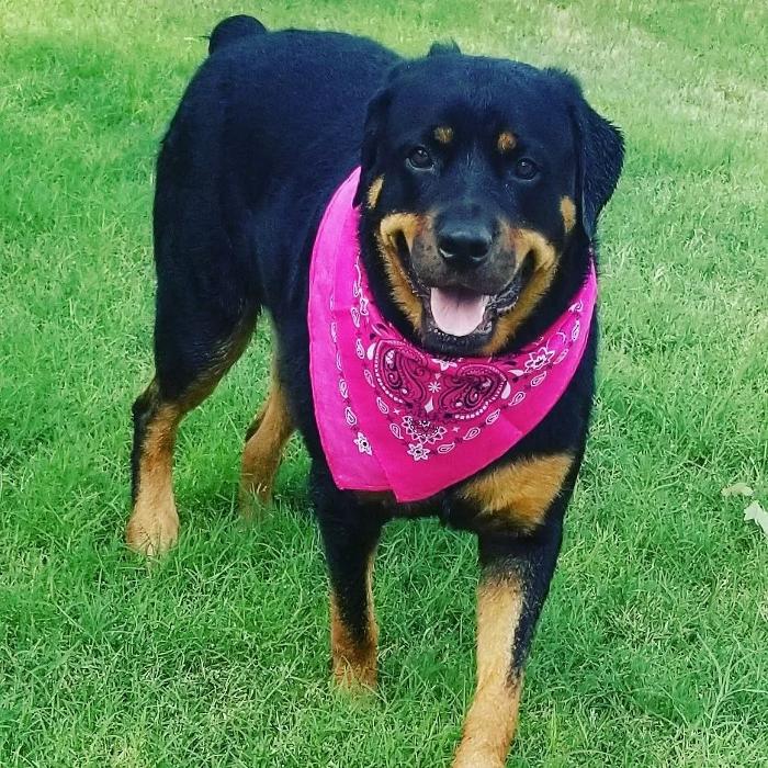 A & G Pet Grooming - Vail, AZ