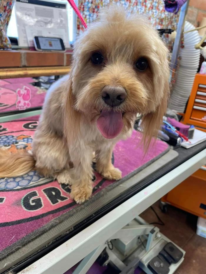 A & G Pet Grooming - Vail, AZ