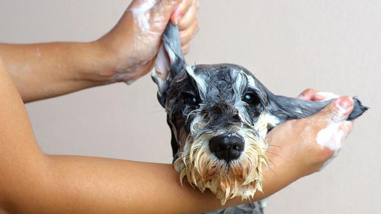 Hundesalon Pet Cut's, Hauptgasse in Mellingen