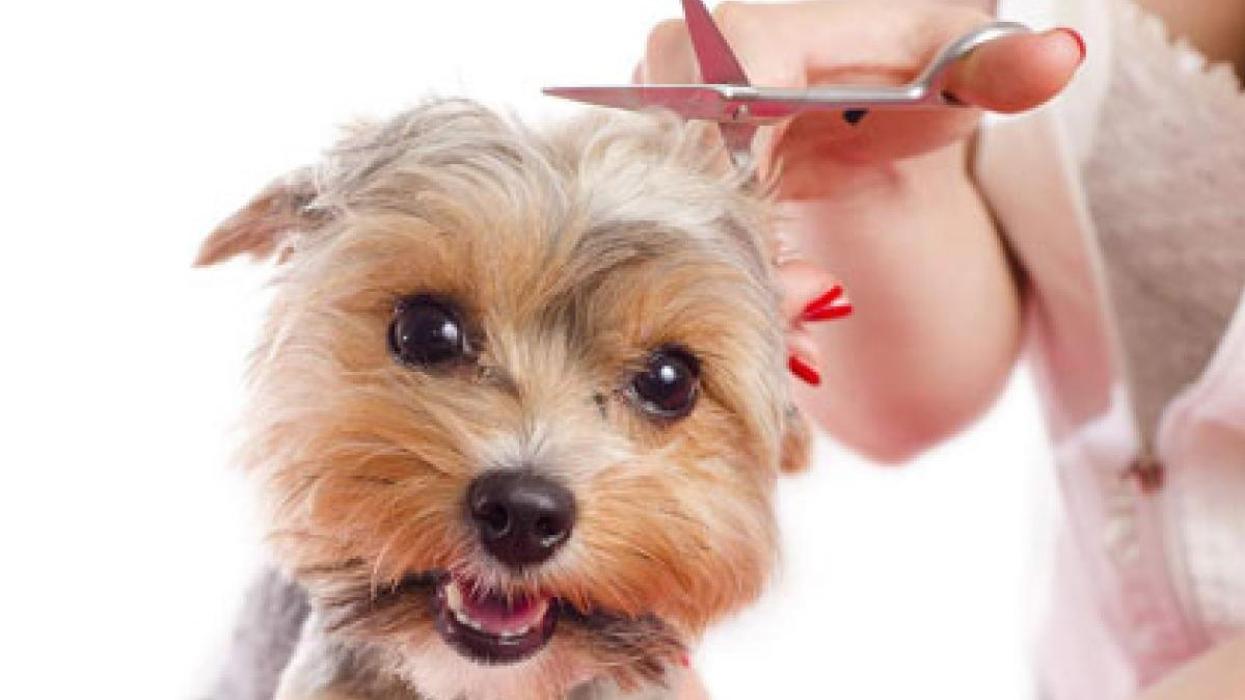 Hundesalon Pet Cut's, Hauptgasse in Mellingen