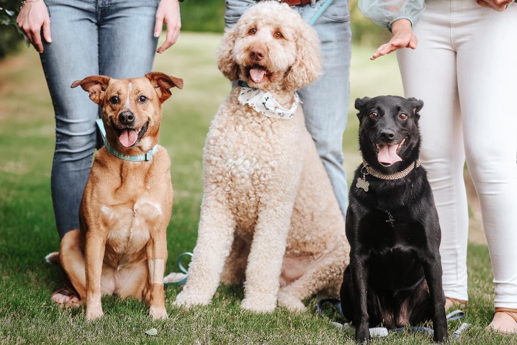 River Oak Vet - Simpsonville, SC