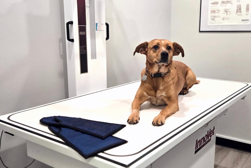 River Oak Vet - Simpsonville, SC