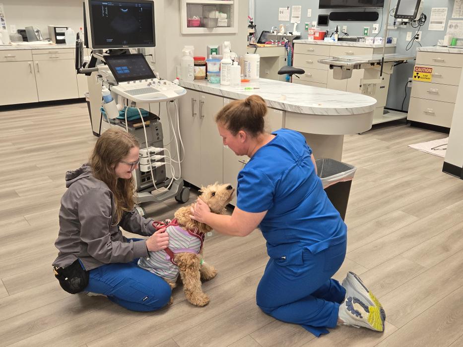 River Oak Vet - Simpsonville, SC