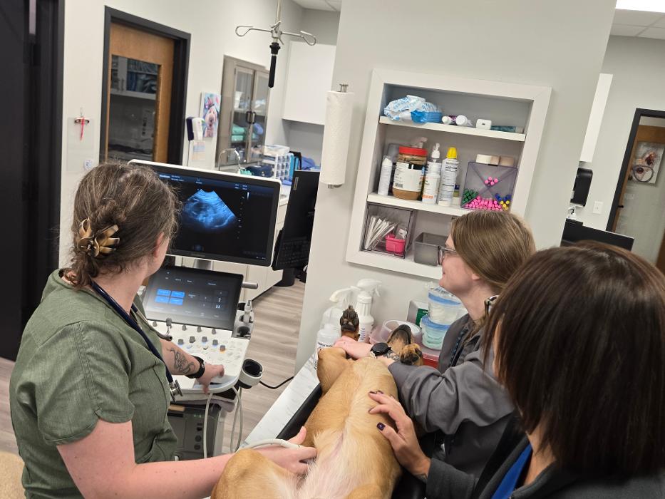 River Oak Vet - Simpsonville, SC